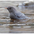 Juvenile. Note: pale bill and streaked breast.