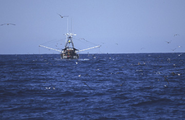 Oceanic Ecoregion scene
