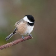 Bird of the week image