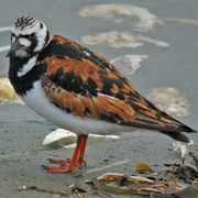 Breeding plumage